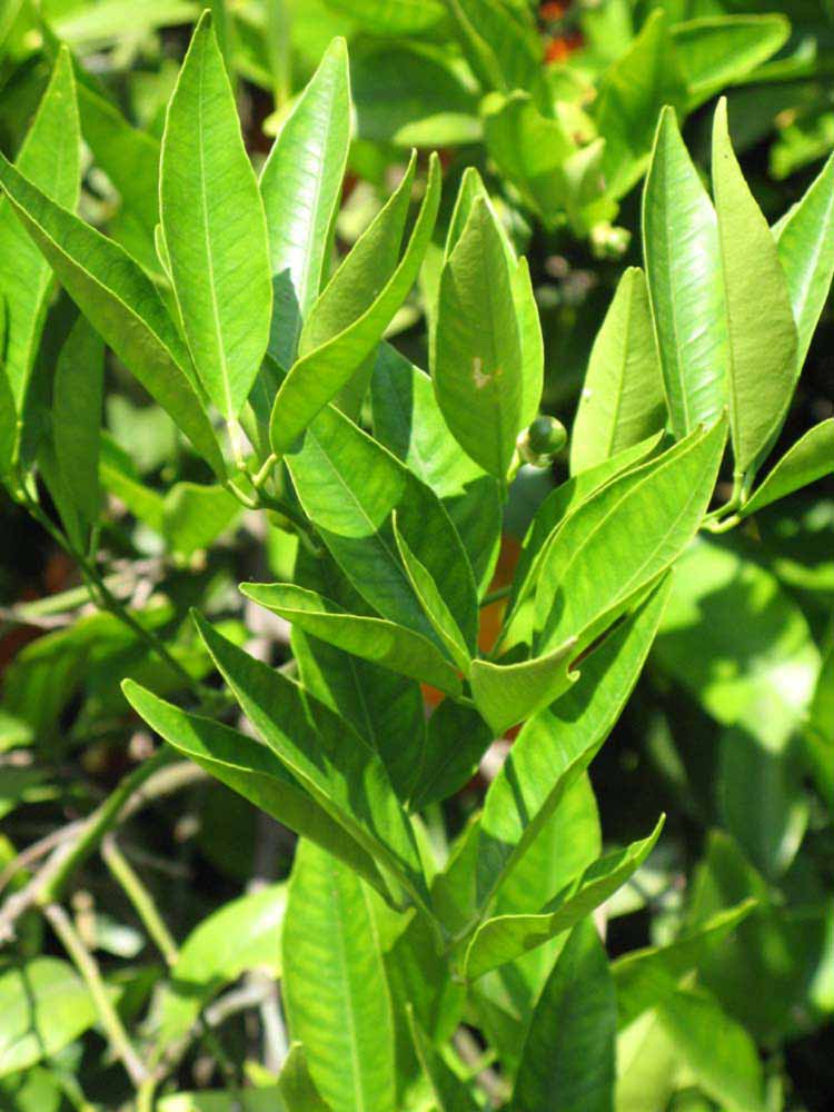              Sun leaves (Riverside, CA)       